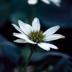 fleur d'echinacée blanches