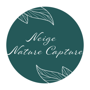 logo neige nature capture