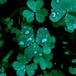 des feuilles de trèfles avec des gouttes après la pluie